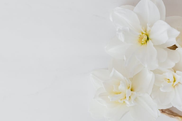 Close-up of elegant white flowers arranged on a plain white background, perfect for decor.