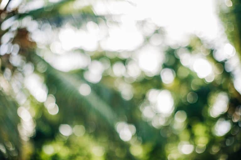 Artistic photo showcasing a vibrant and abstract green bokeh pattern outdoors.
