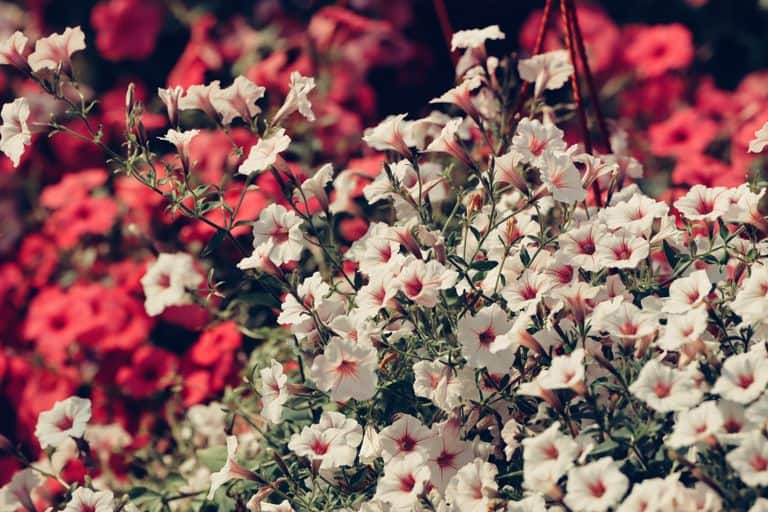 June